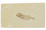 Juvenile Phareodus Fish Fossil - Scarce Species #244228-1